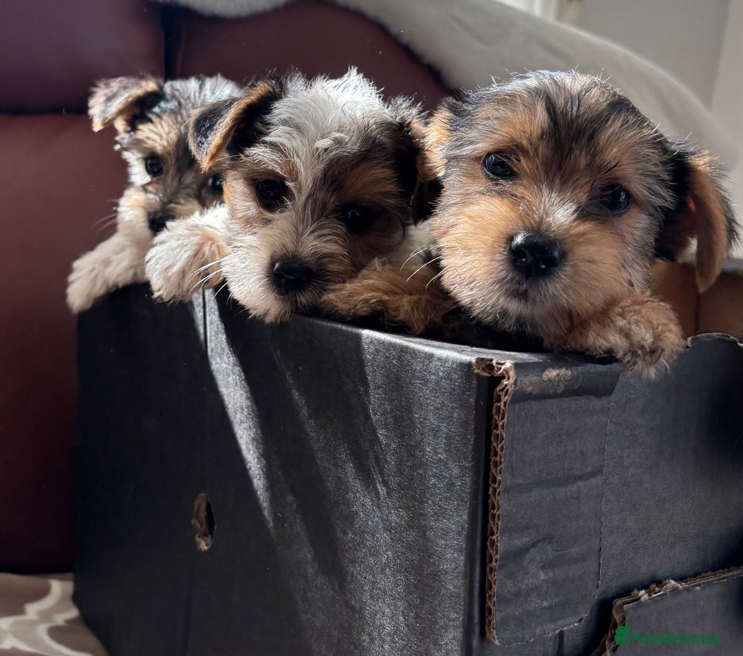 Mixed Breed dogs for sale: Yorkshire terrier/Jack Russell - Image 6