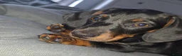 Miniature Dachshund dogs for sale: Miniature Dachshund puppies  - Advert 13