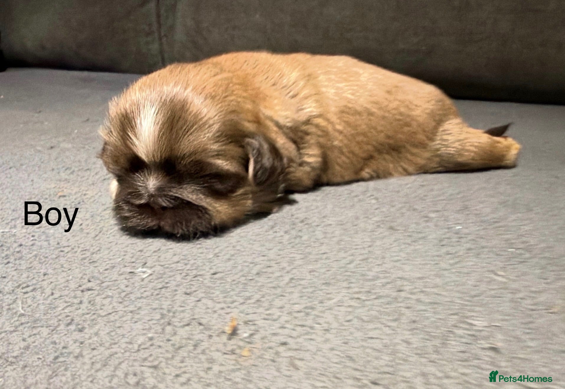 Shih Tzu dogs Beautiful miniature imperial Shih Tzu - Advert 2