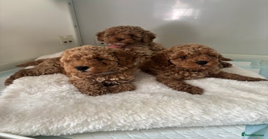 Cavapoo dogs - Advert 1