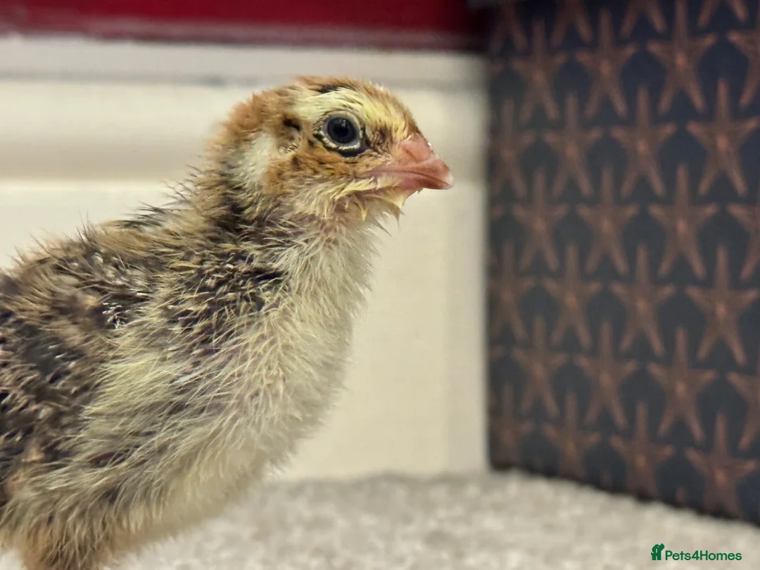 Quail poultry for sale: Coturnix Quail chicks mixed colour ( not ready ) - Advert 2