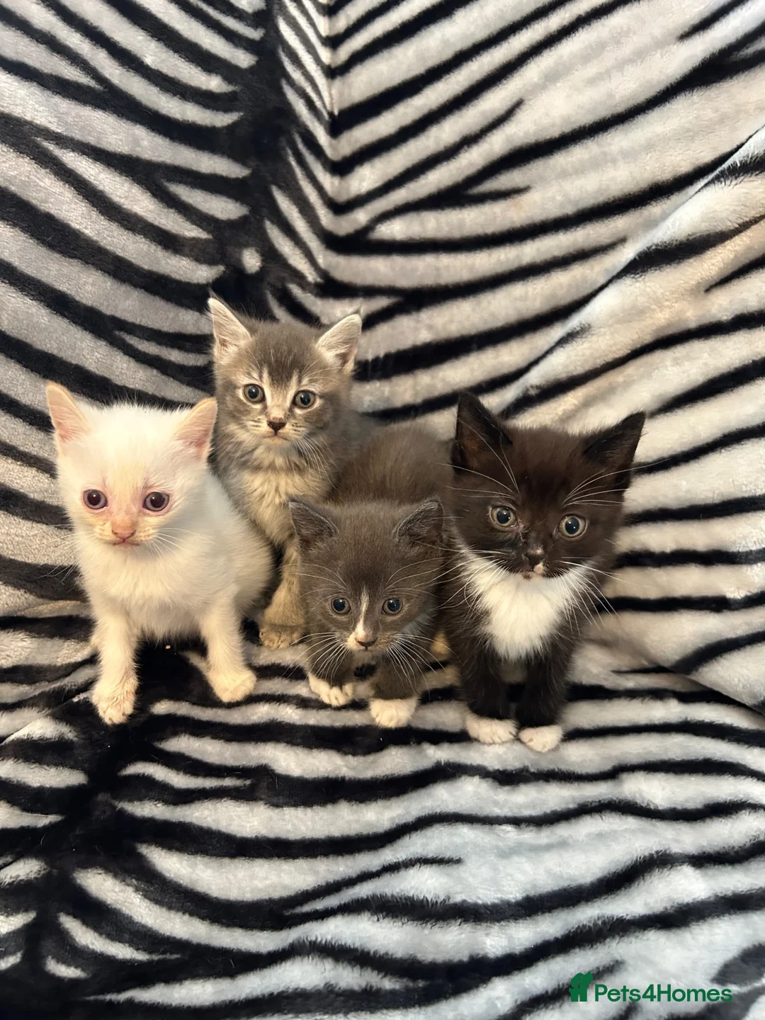 Mixed Breed cats for sale: 4 Stunning Siamese Mixed Kittens Available  - Advert 1