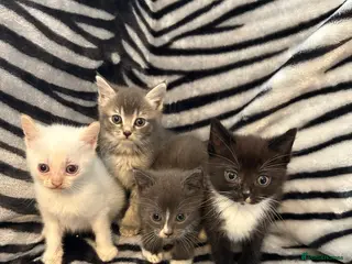 Mixed Breed cats 4 Stunning Siamese Mixed Kittens Available - Advert 2