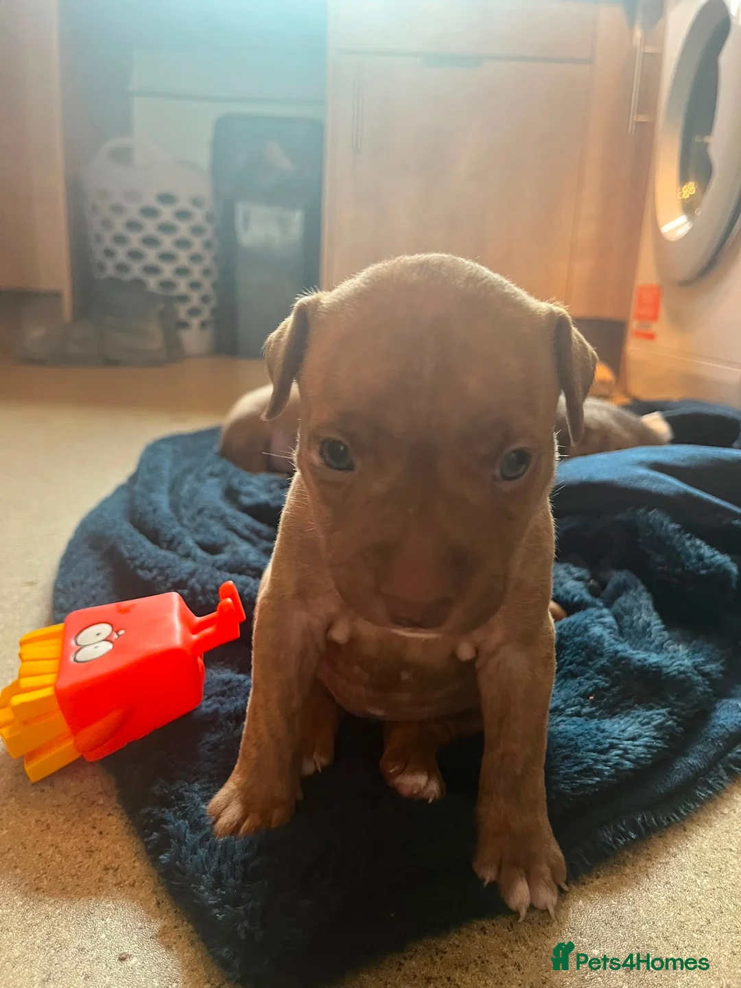 Mixed Breed dogs for sale: 6 puppies for sale, 5 males, 1 female in Dukinfield - Advert 15