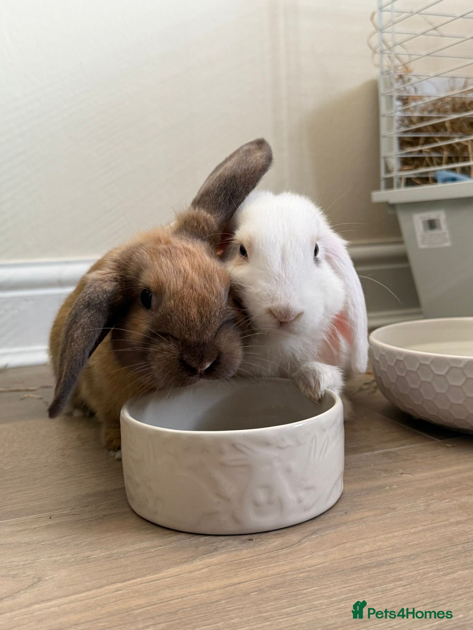 Mixed Breed rabbits Bert & Ernie  - Advert 1