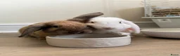 Mixed Breed rabbits for sale: Bert & Ernie  in Derby - Advert 1