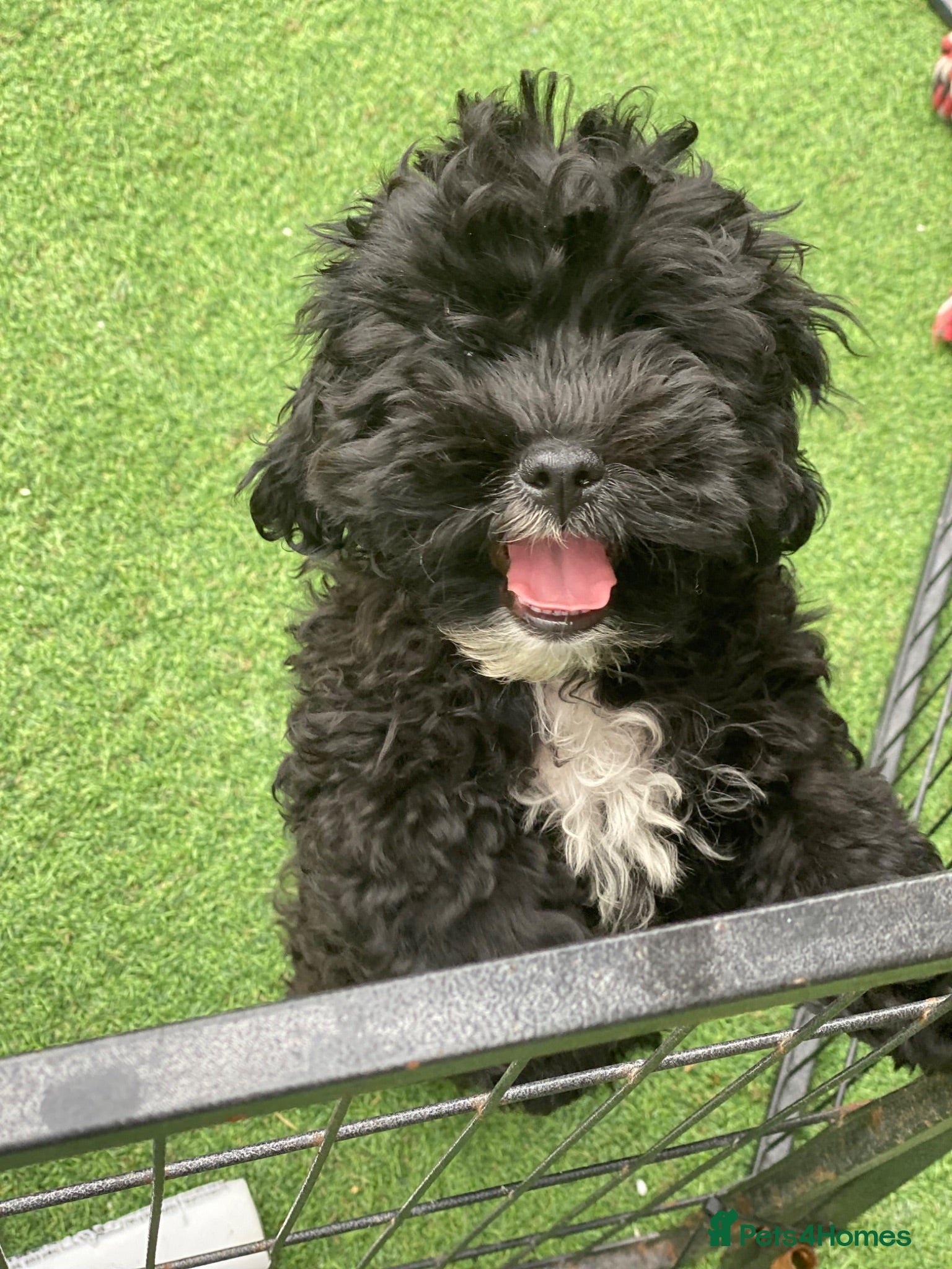 Shihpoo dogs Health Tested,READY TO GO - Advert 1