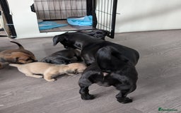 Dachshund dogs for sale: Dachshund x puppies male 2x long haired  - Image 33