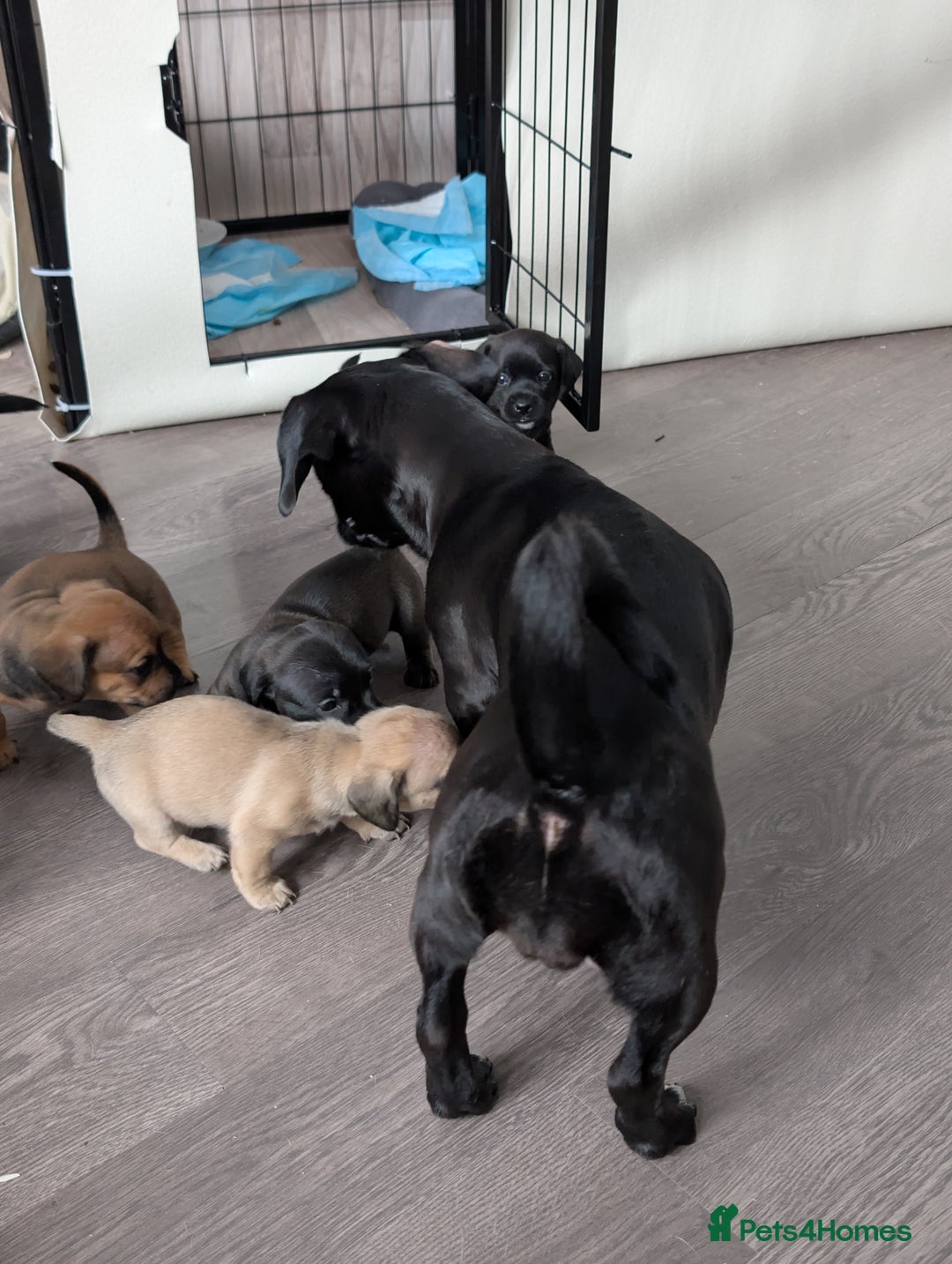 Dachshund dogs for sale: Dachshund x puppies male 2x long haired  - Image 33