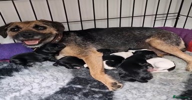 Mixed Breed dogs - Advert 1