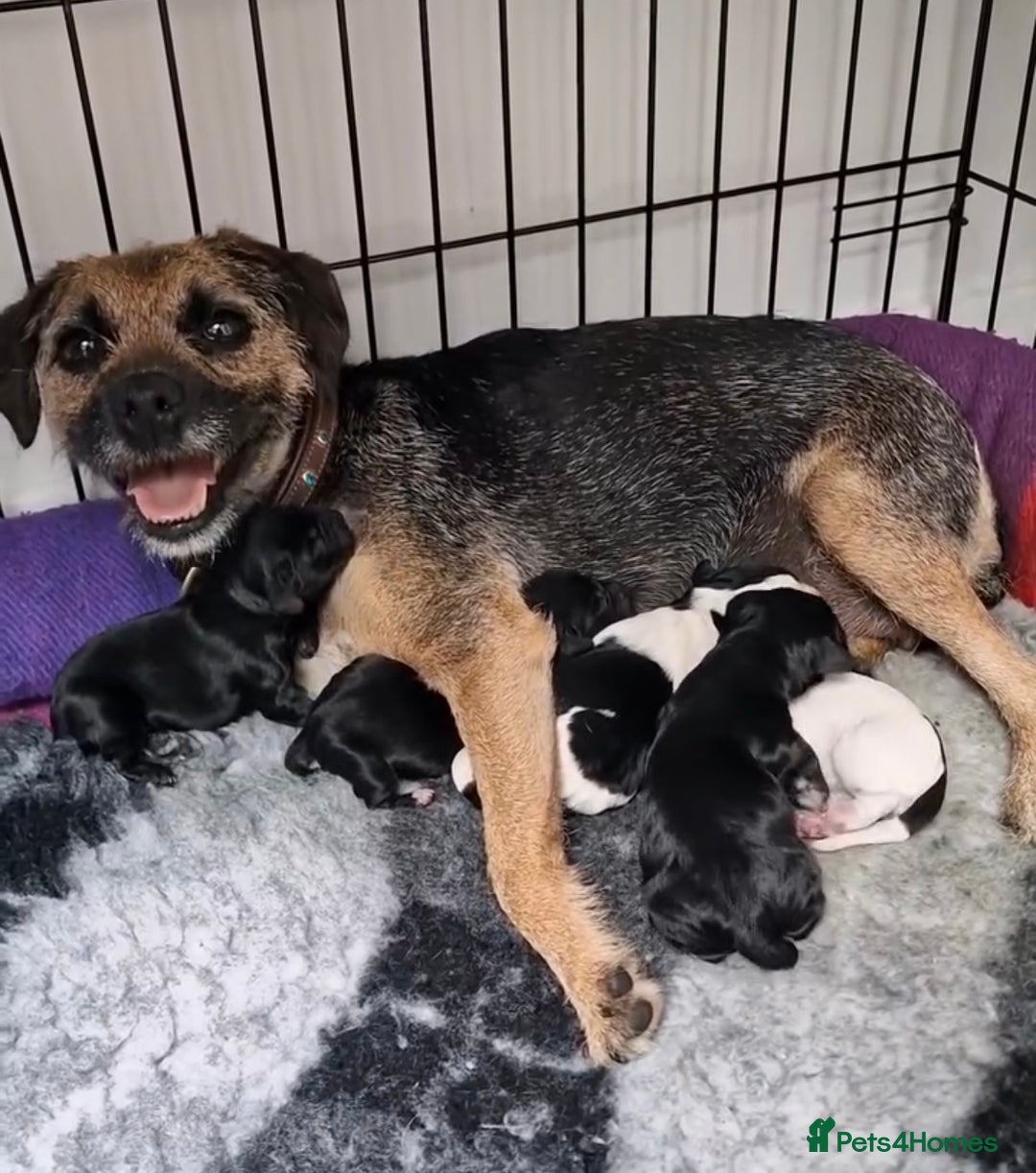 Mixed Breed dogs for sale: Border terrier x cocker spaniel puppies - Image 1