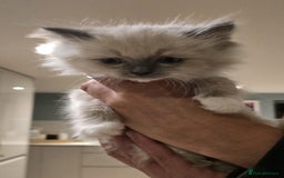 Ragdoll cats for sale: 5 Beautiful Ragdoll Kittens  - Image 15