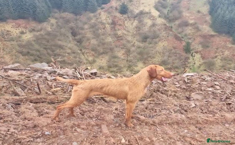 Hungarian Vizsla dogs Wirehaired Hungarian Visla puppies   - Advert 1