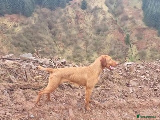 Hungarian Vizsla dogs Wirehaired Hungarian Visla puppies - Advert 1