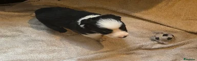 Border Collie Puppy 6