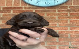 Cockapoo dogs for sale: Gorgeous F1 cockerpoo  - Image 2