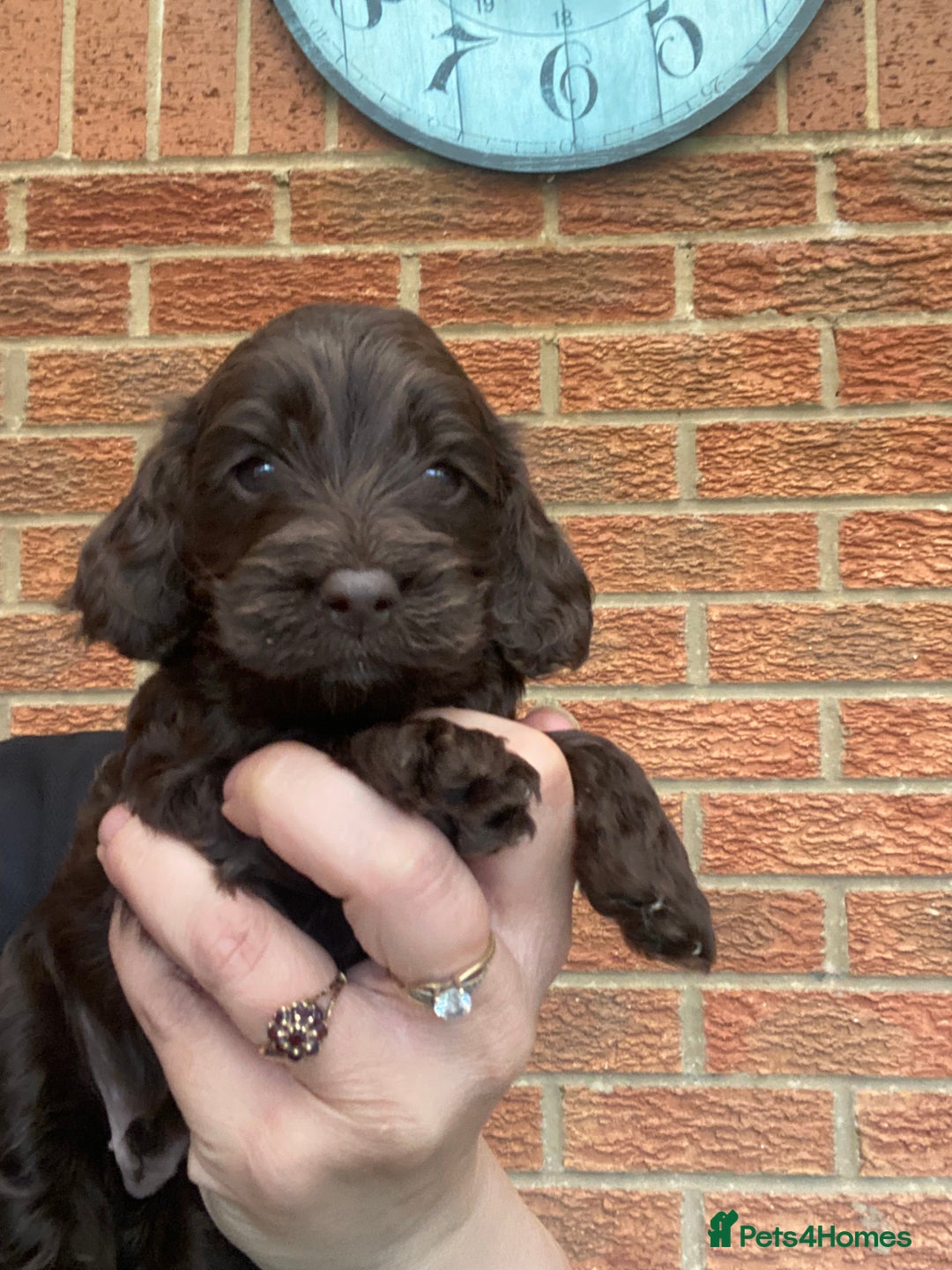 Cockapoo dogs for sale: Gorgeous F1 cockerpoo  - Image 2