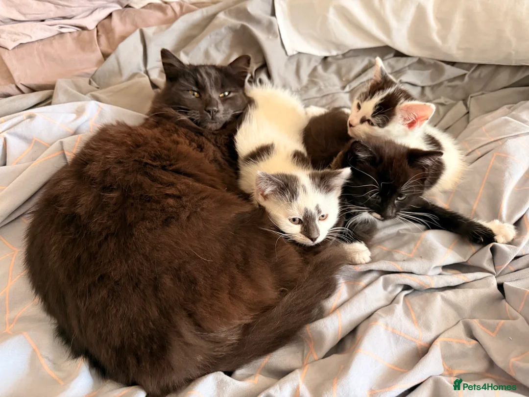 Mixed Breed cats for sale: 3 super friendly girls  - Advert 14