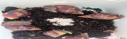 Snails invertebrates for sale: Mixed Jade African land snails in Bournemouth - Advert 3