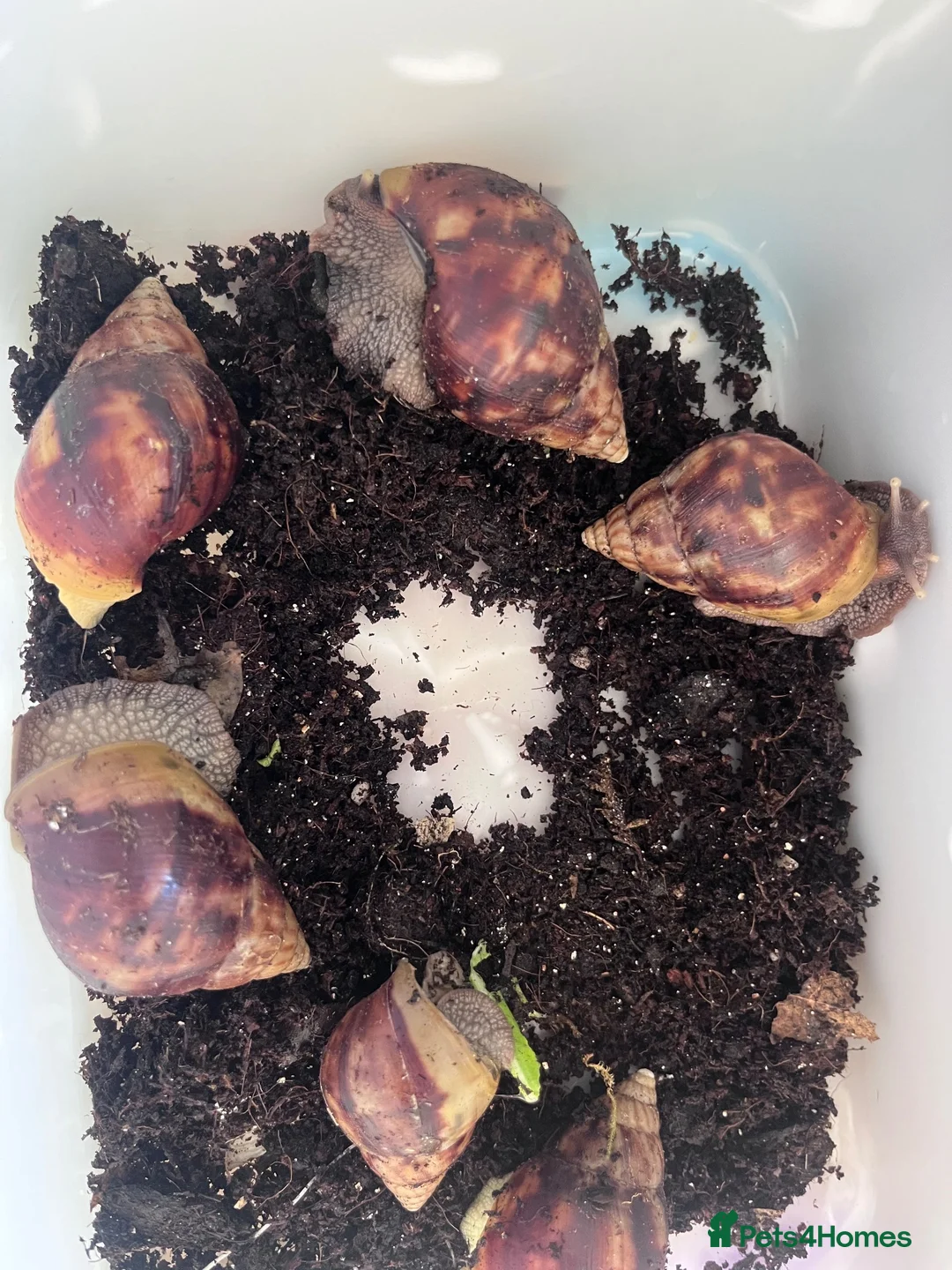Snails invertebrates for sale: Mixed Jade African land snails in Bournemouth - Advert 3