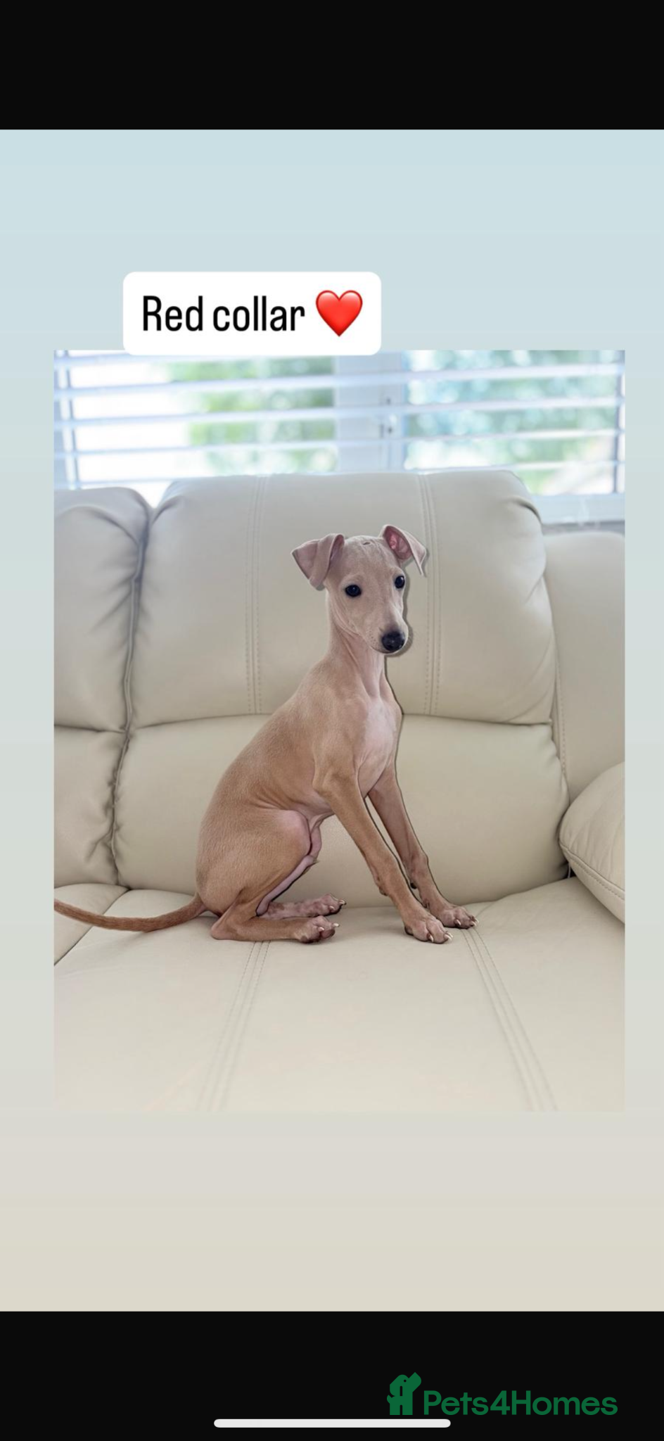 Italian Greyhound dogs NOW REDUCE READY TO LEAVE  TWO BOYS Kc registered - Advert 2