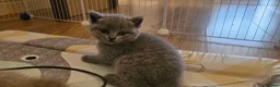 British Shorthair cats for sale: GCCF British Shorthair Kittens - Advert 8