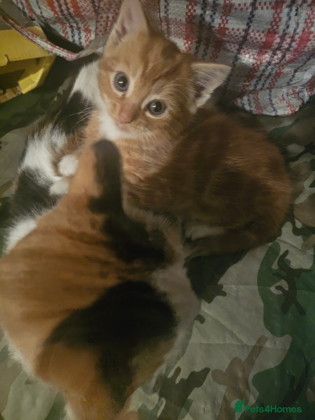 Munchkin cats for sale: Cute little munchin kitten rady to go - Advert 3