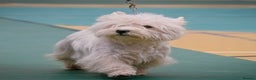 West Highland Terrier dogs for stud: * stud only* KC Stunning west highland terrier in Swansea - Advert 2