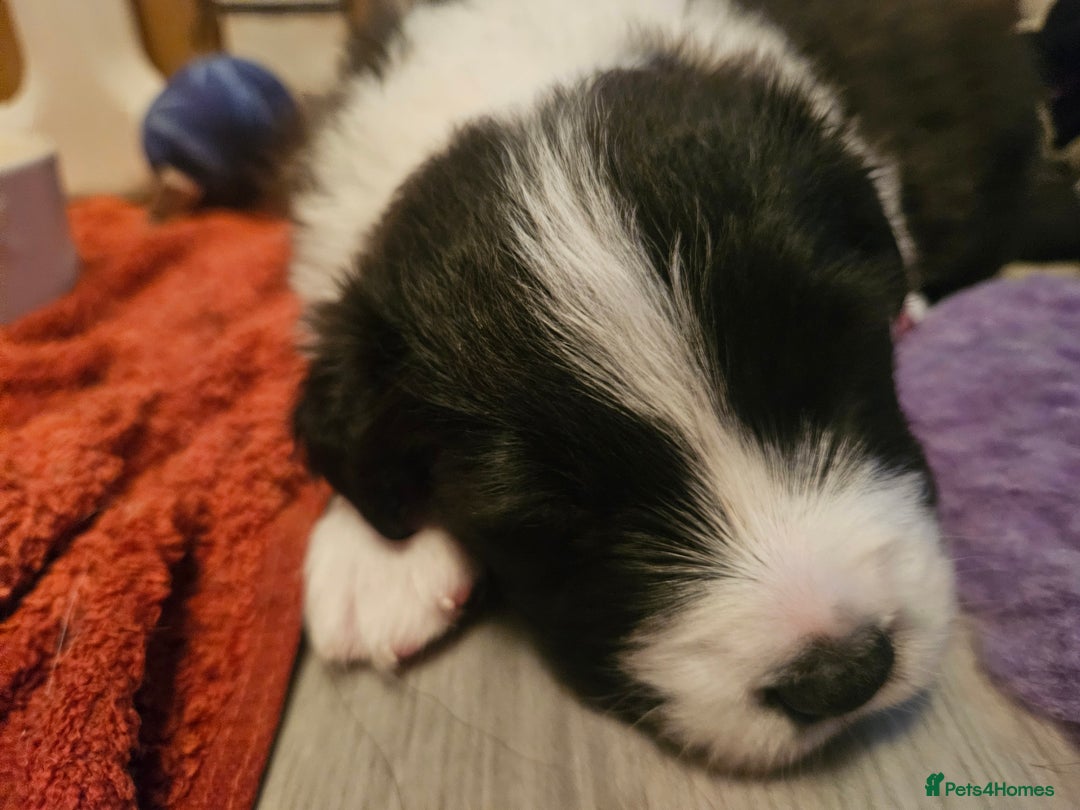 Border Collie dogs for sale: B. C. Puppies black and white kc reg - Advert 11