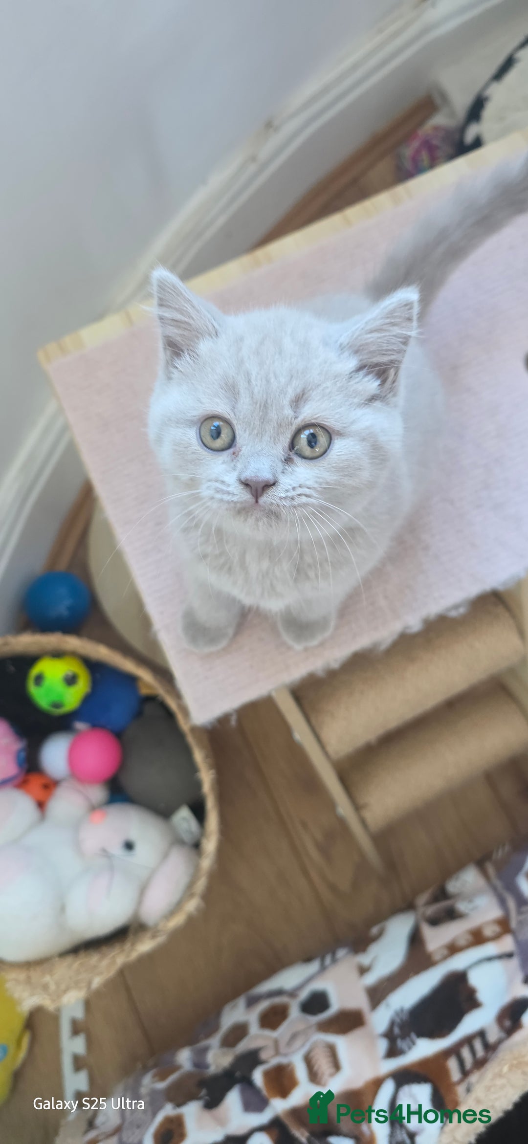 British Shorthair cats for sale: British ShortHair 🐈‍⬛ - Advert 12