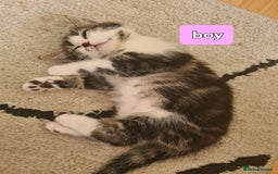 Mixed Breed cats for sale: Cute kittens for sale  - Image 1