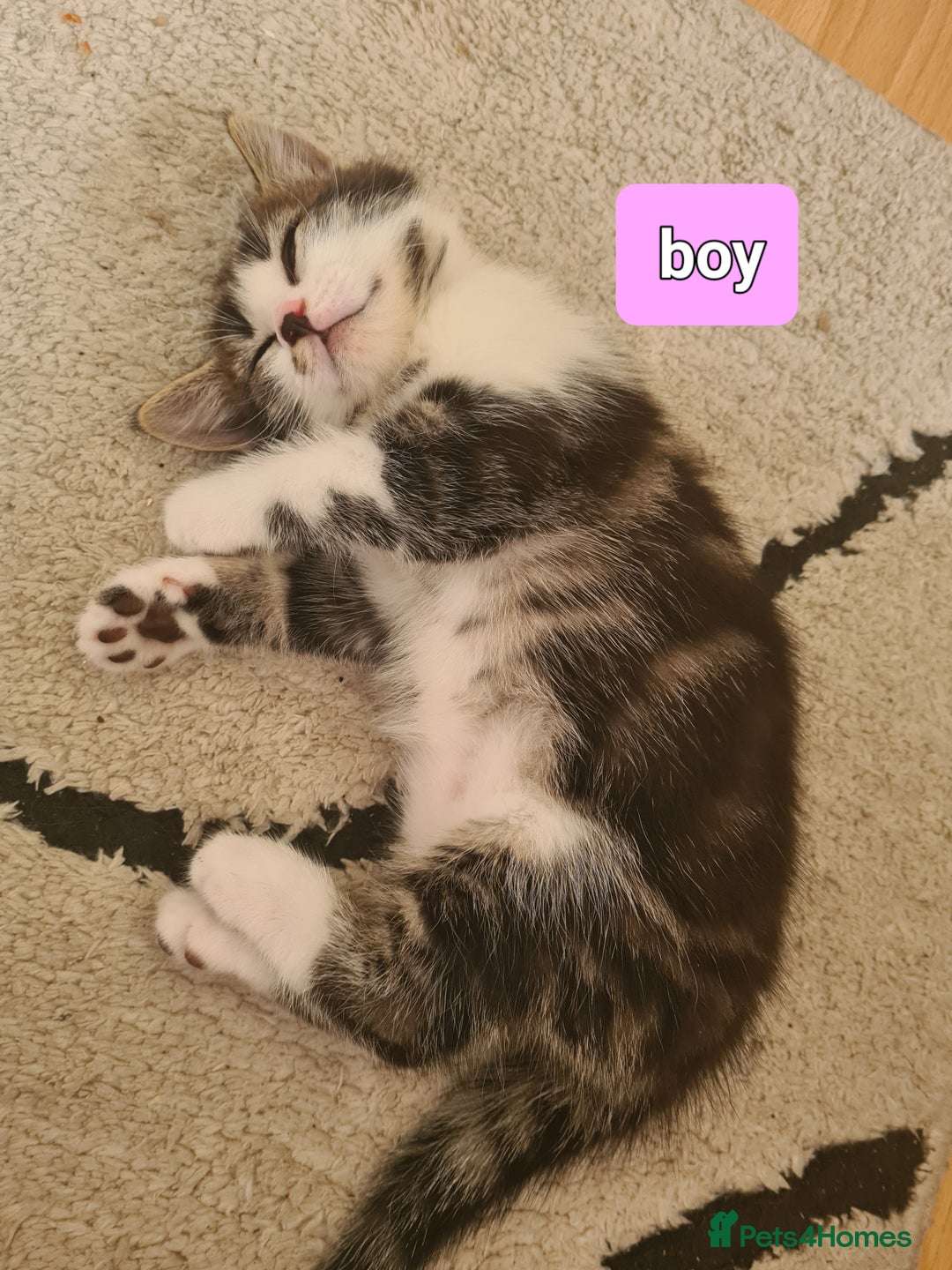 Mixed Breed cats for sale: Cute kittens for sale  - Image 1