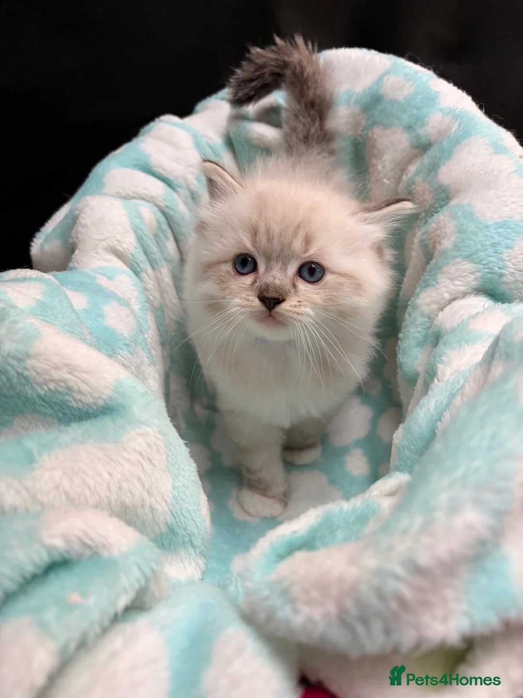 Ragdoll cats for sale: 🐾 GCCF Registered Ragdoll Boys ✨ Champion Lines - Advert 34