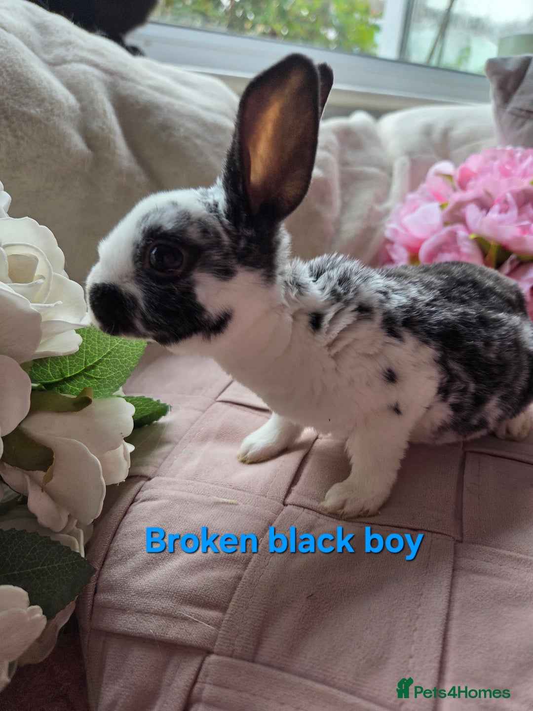 Rex rabbits for sale: 🐰 Beautiful mini rex babies 🐰 - Advert 22