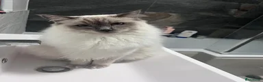 Ragdoll 1