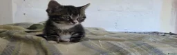 Mixed Breed cats for sale: Adorable mixed breed kittens for sale - Advert 10