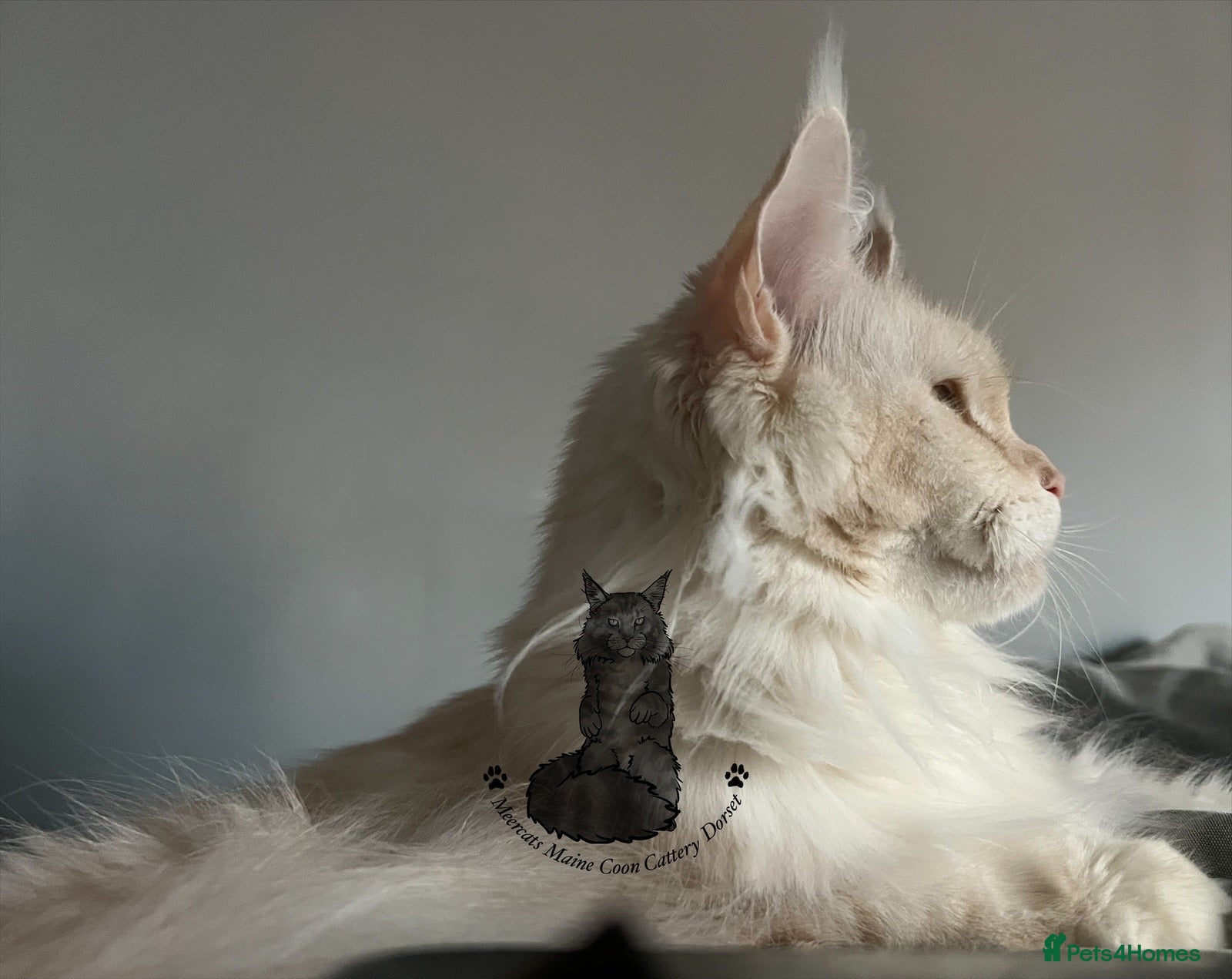 Maine Coon cats Cat ex-queen cream silver classic tabby Maine coon - Advert 1