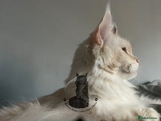 Maine Coon cats Cat ex-queen cream silver classic tabby Maine coon - Advert 1