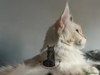 Maine Coon cats Cat ex-queen cream silver classic tabby Maine coon - Advert 17