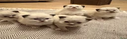 Ragdoll cats for sale: GORGEOUS RAGDOLL KITTENS – 🤍🐾 in Holsworthy - Advert 3