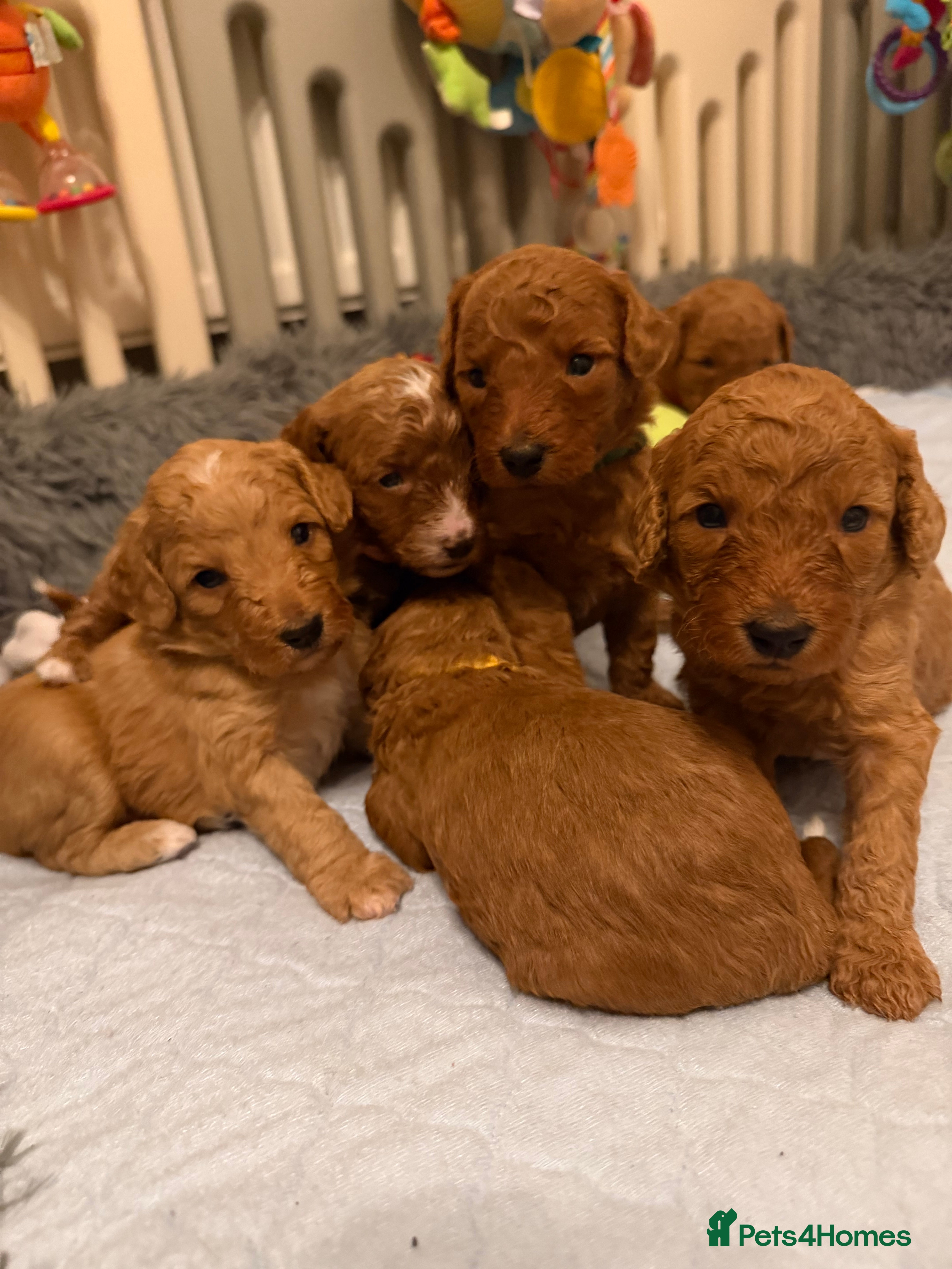 Australian Labradoodle dogs Australian Labradoodle puppies  - Advert 2