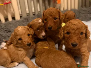 Australian Labradoodle dogs Australian Labradoodle puppies - Advert 2