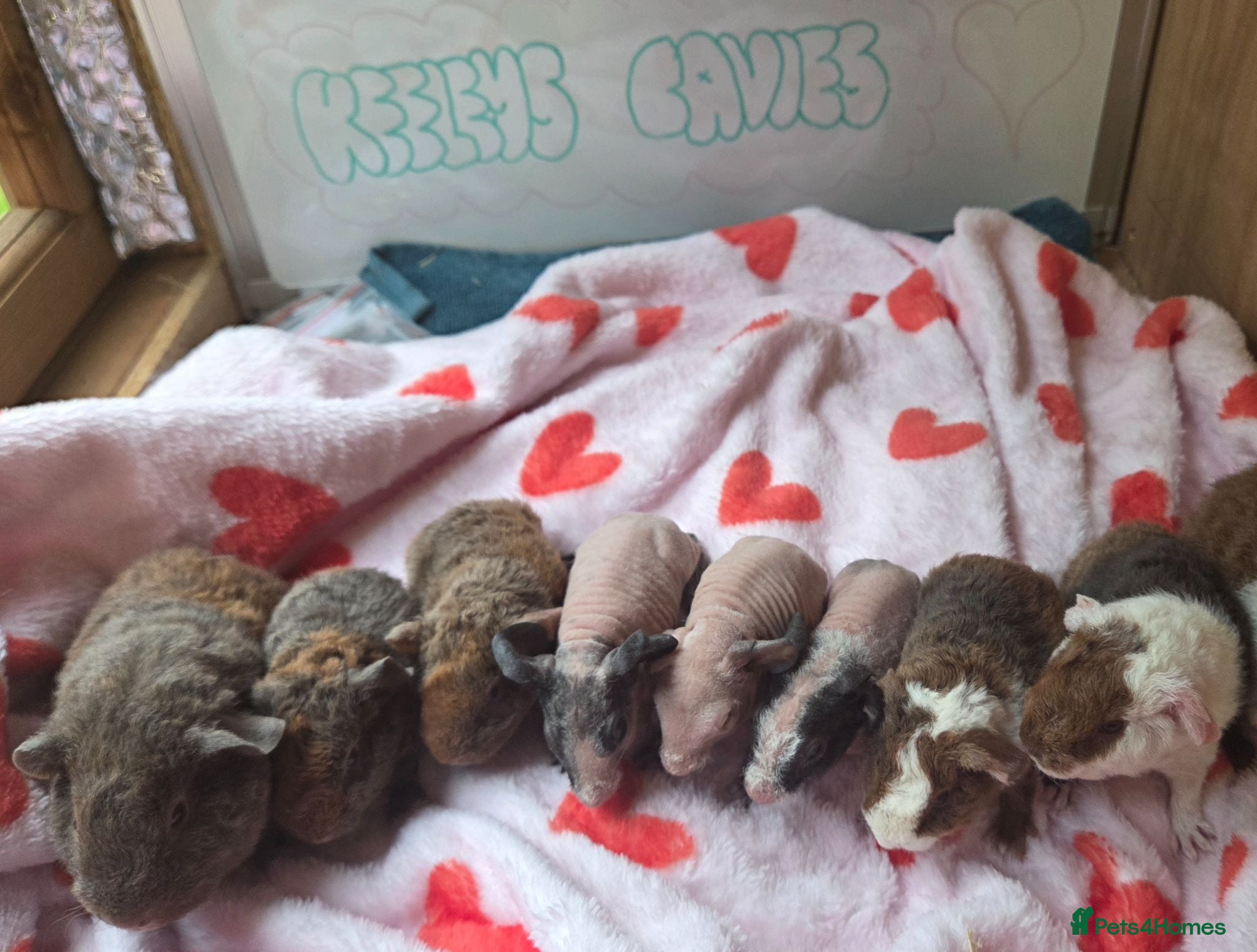 Guinea Pig rodents Baby Skinny & Teddy Guinea Pigs Ready To Leave! - Advert 7