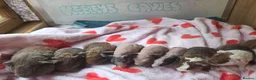 Guinea Pig rodents for sale: Baby Skinny & Teddy Guinea Pigs Ready To Leave! - Advert 1