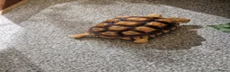 Tortoise reptiles for sale: Sulcata tortoise in Wrexham - Advert 4