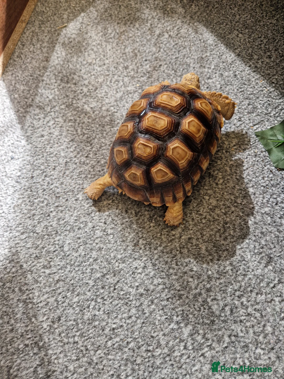 Tortoise reptiles for sale: Sulcata tortoise in Wrexham - Advert 4