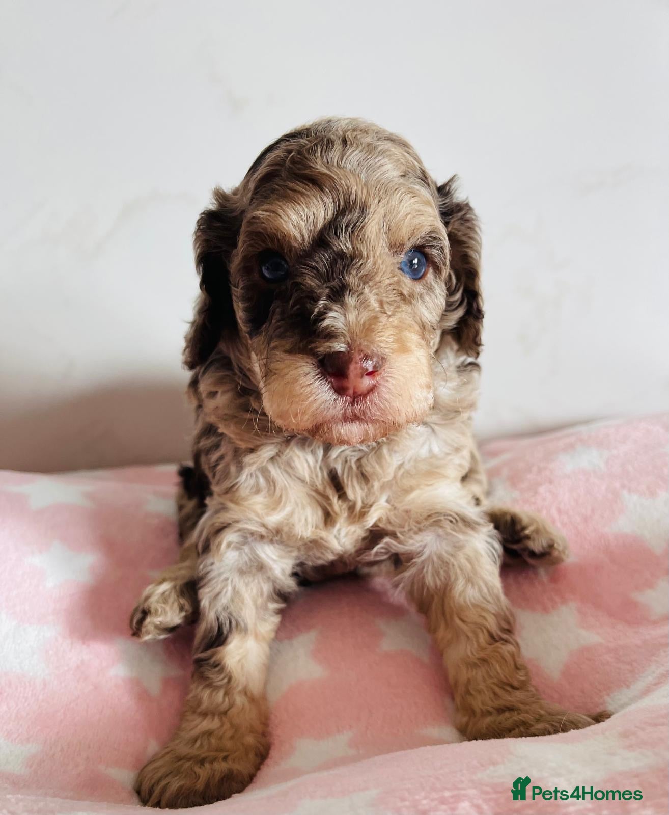 Cockapoo dogs Fully DNA tested stunning Cockapoo puppies - Advert 9