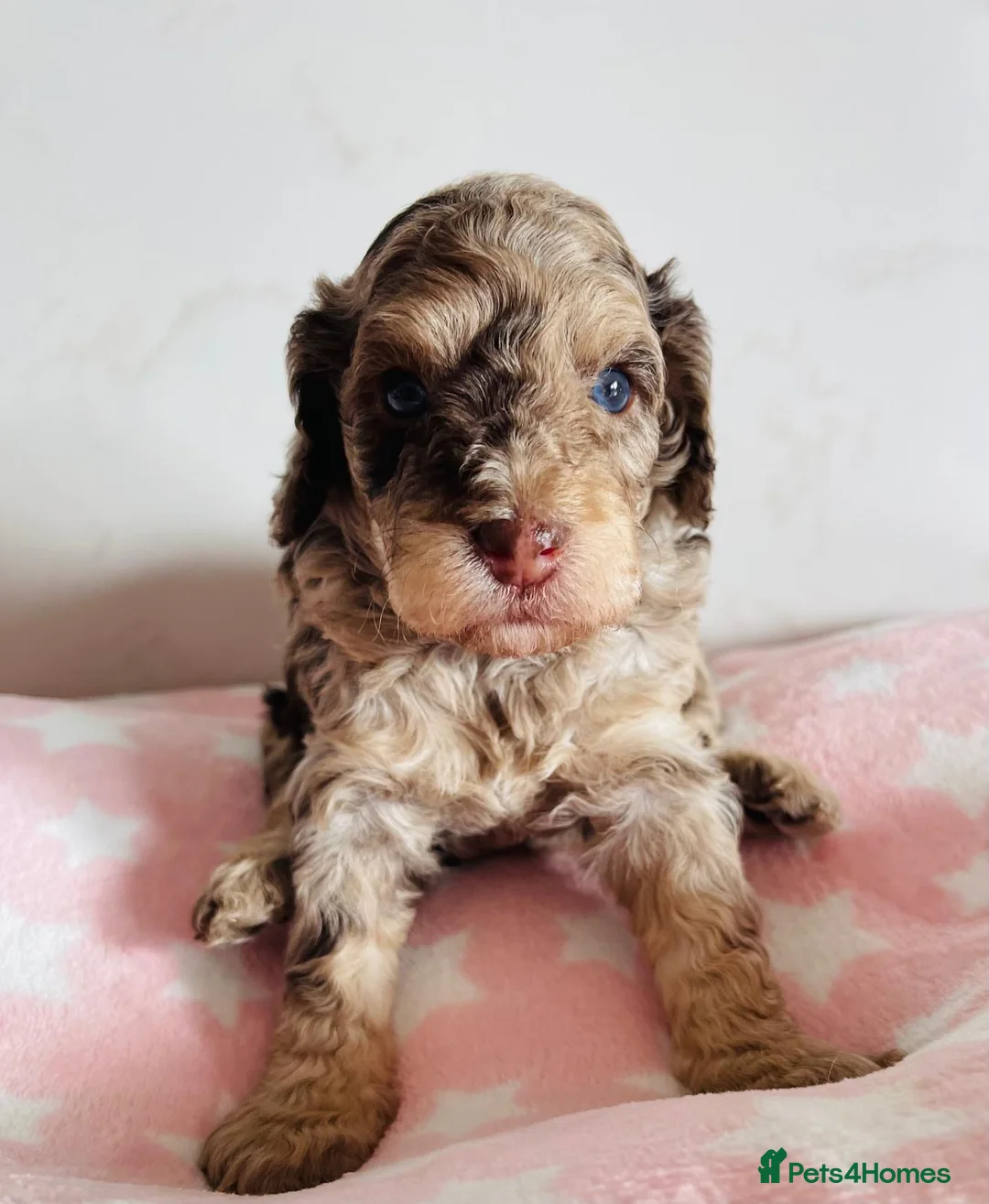 Cockapoo dogs for sale: Fully DNA tested stunning Cockapoo puppies - Advert 5