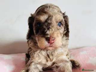 Cockapoo dogs Fully DNA tested stunning Cockapoo puppies - Advert 4