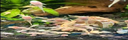 Catfish fish for sale: albino bristlenose in West Wickham - Advert 1